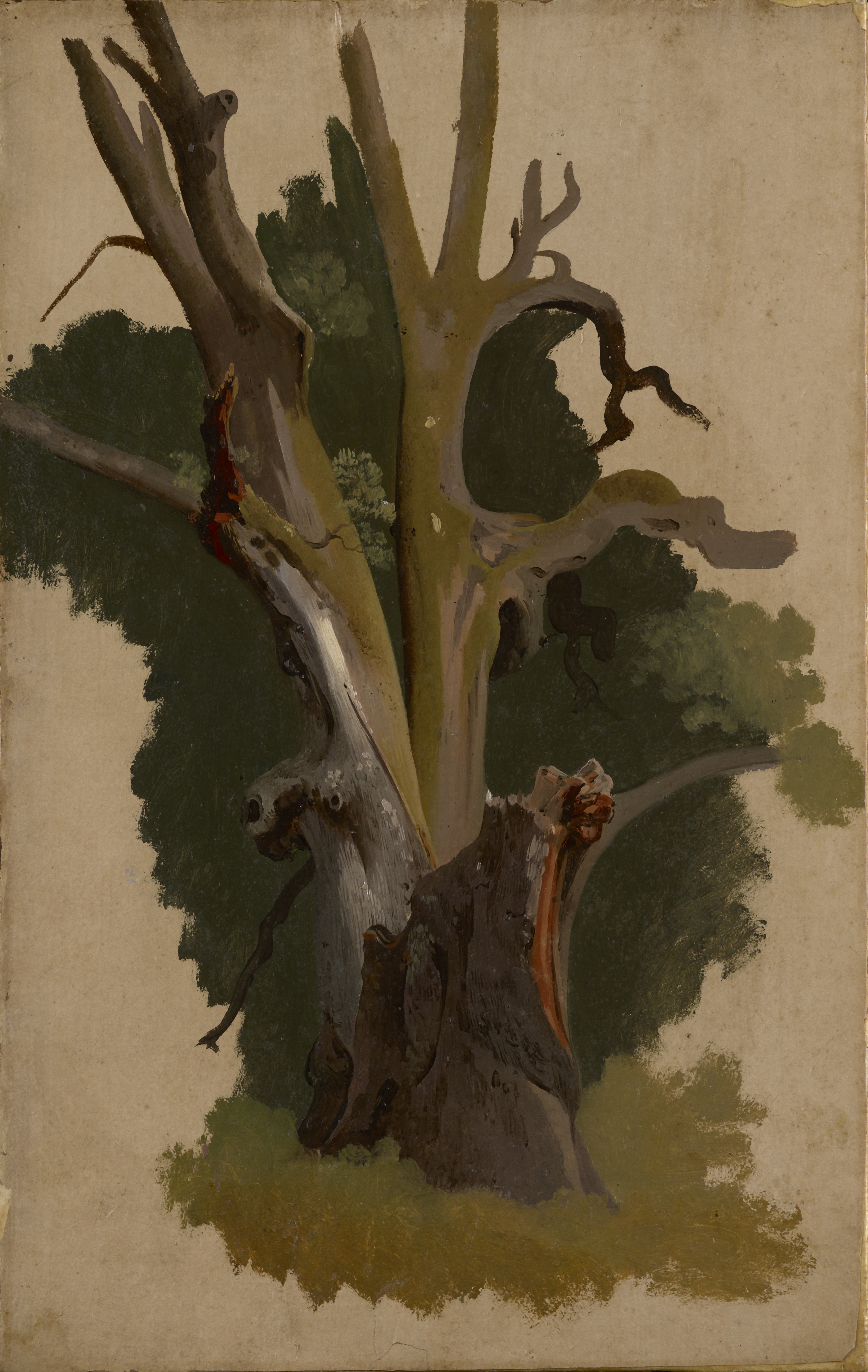A study of a chestnut tree trunk